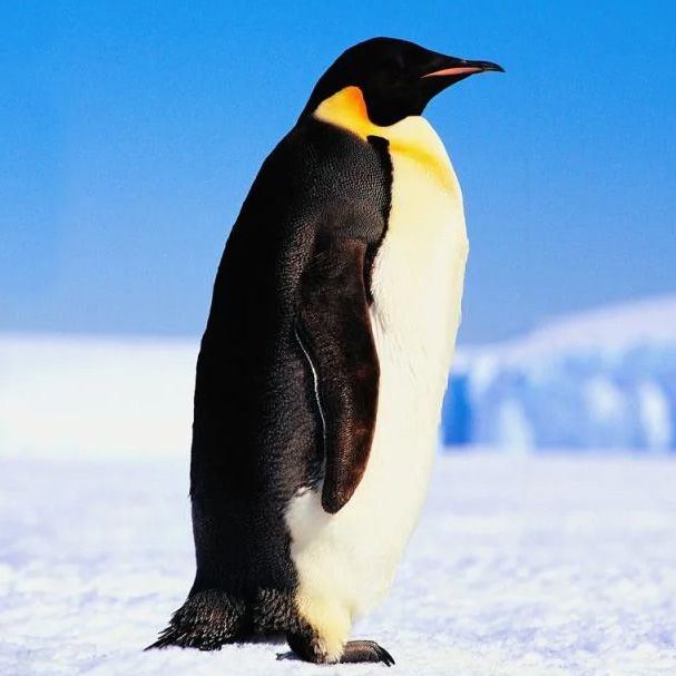 4454 Пингвин